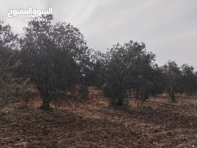 قفقفا 13 دنم منطقة مزارع وشاليهات وطبيعة خلابة مسيجة جدار حجر