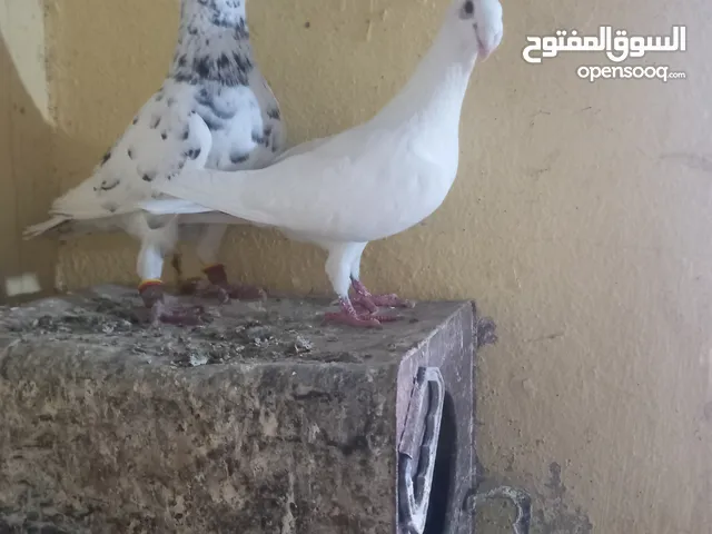 جوز معو فراخ و بيض