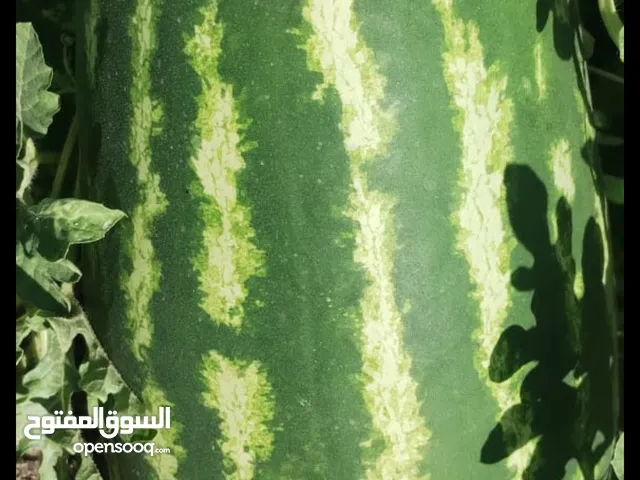 البيع جح مشخطط الاحجام كبيره نبيع طن