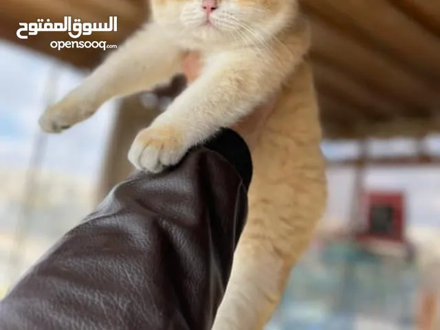 للبيع ذكر سكوتش ستريت