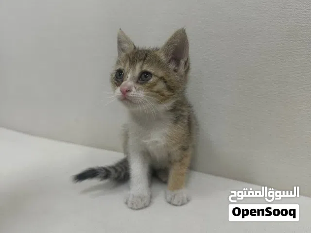 Cute kittens  turkish angora mix