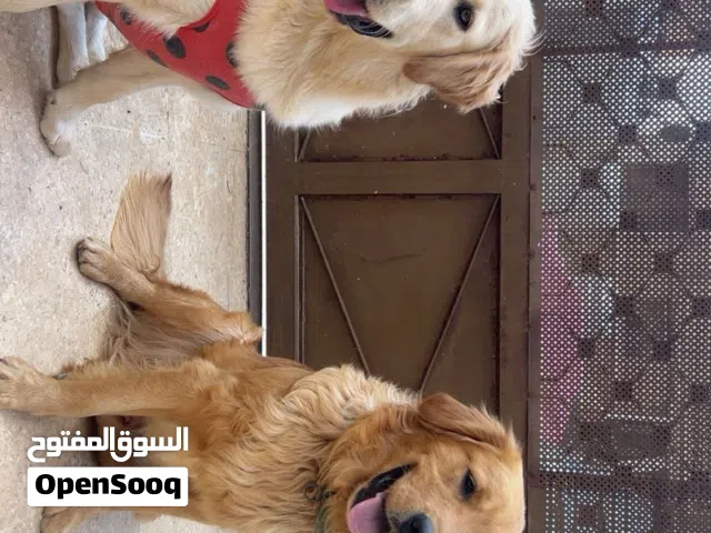 كلب قولدن ذكر بيور