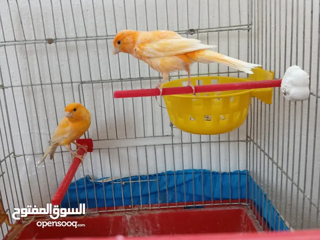جوز كناري __