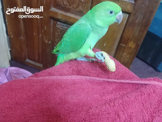 طير دره للبيع