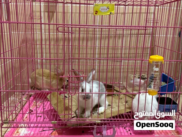 Kids friendly Rabbits For Sale, Fed Lettuce, Carrots and green leaves