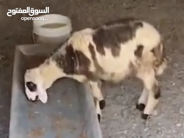 خرفان للبيع
