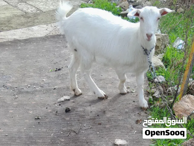 ماعز الالبين السانين الأصلي