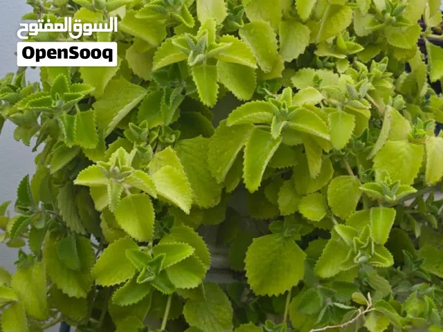 نباتات خارجية متنوعة