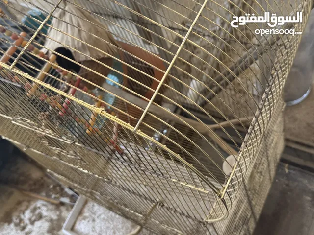 تبي تدلع الهامستر مالك ؟ تبيه يلعب و هو مرتاح ؟ اشتريله القفص و خله يتدلع قد ما يبي مستعمل مرة
