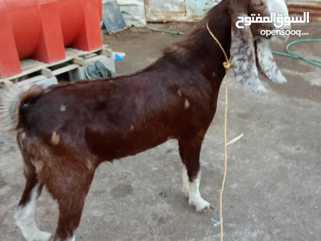 السلام عليكم فحل للبيع