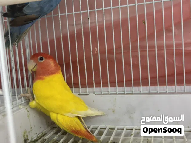 طيور حب للبيع love birds for sale