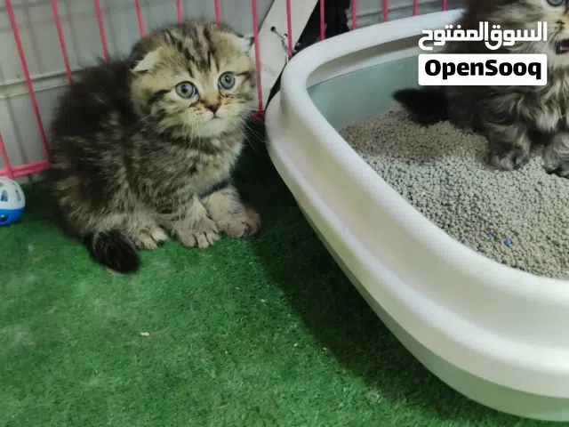 قطه انثى سكوتش فولد لعمر شهرين جاهزه لبيتها جديد جولدن ny24