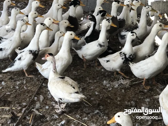 بط محالي عمر 4شهور احجم طيبه الي السيد عبد القادر ابو سليف اللف. الفل تتعهد البذق فلفقنمو دببققق