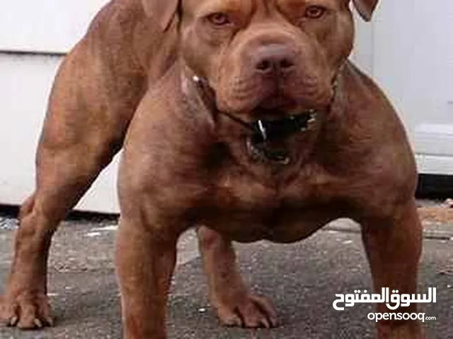 نوع دكرٖ بيتبول الاسم.سكار