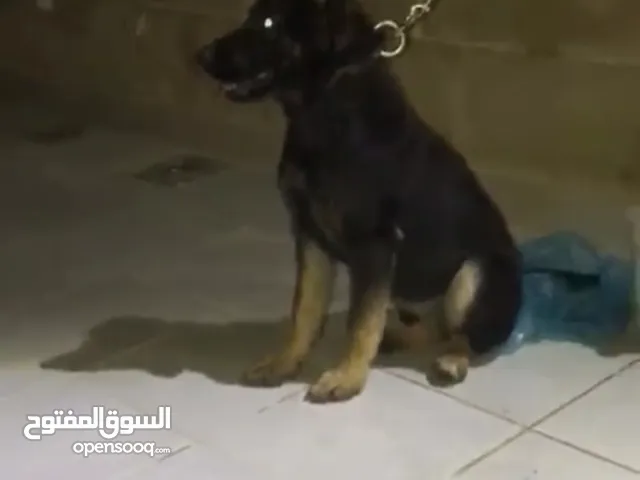 كلب للبيع في عمان