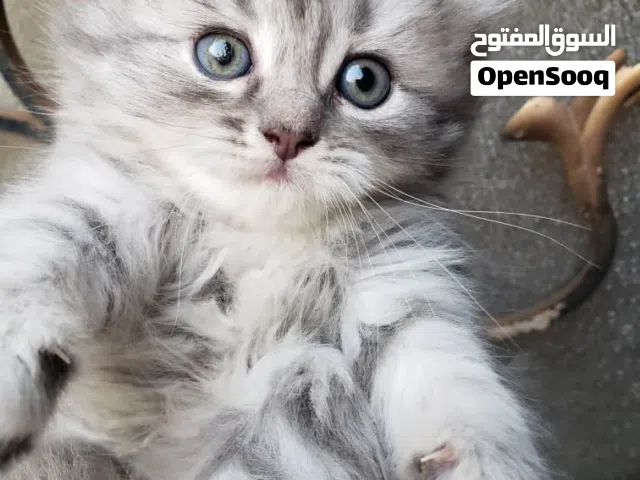 قطط ذكور وانأث صغيره للبيع – عمر شهر و3 أسابيع أليفه ولعوبه.