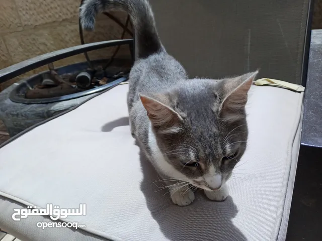 قطة انثى شيرازي هملايا للتبني مجانا عمر تسع اشهر مع ملحقاتها غير مؤذية وتحب اللعب و نظيفة