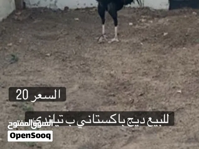 للبيع ديج باكستاني ب تيلندي