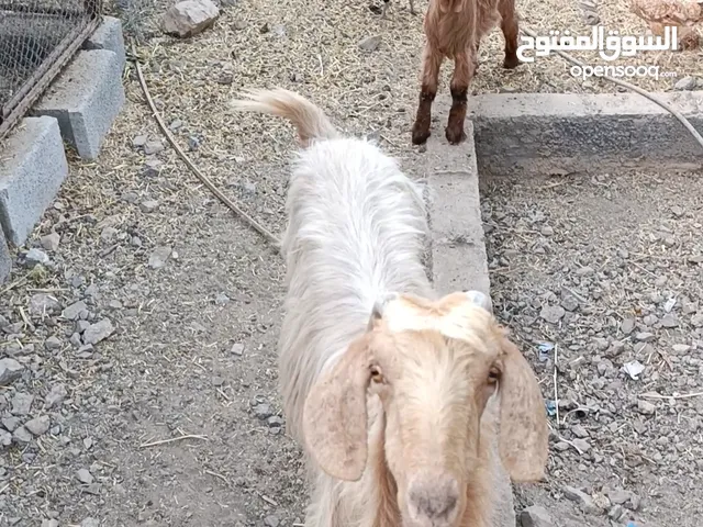 شاه جباليه للبيع تحتها جدي