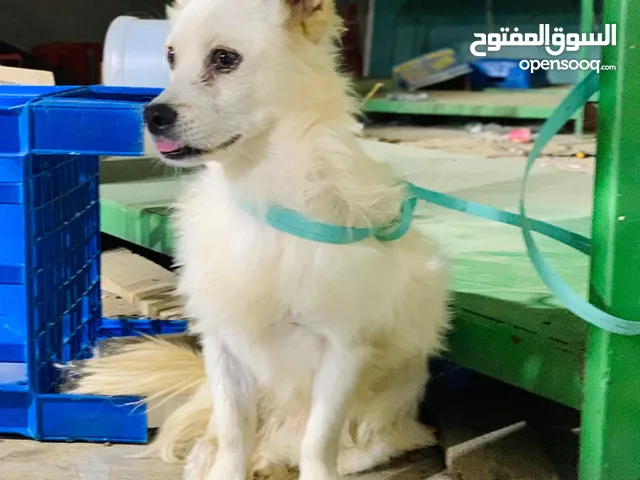كاب لولو فرنساوي للبيع