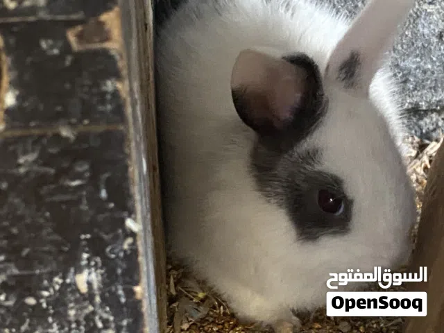 للبيع ارانب