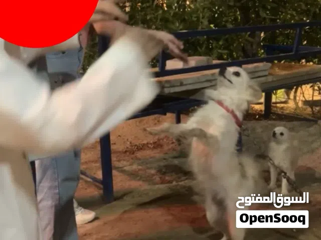 كلاب بوميرنيان للبيع الكلب الواحد ب 50 دك