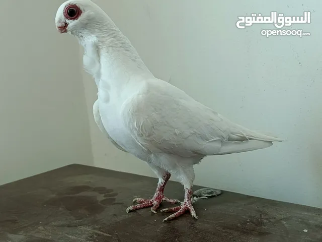 جوز بولندي