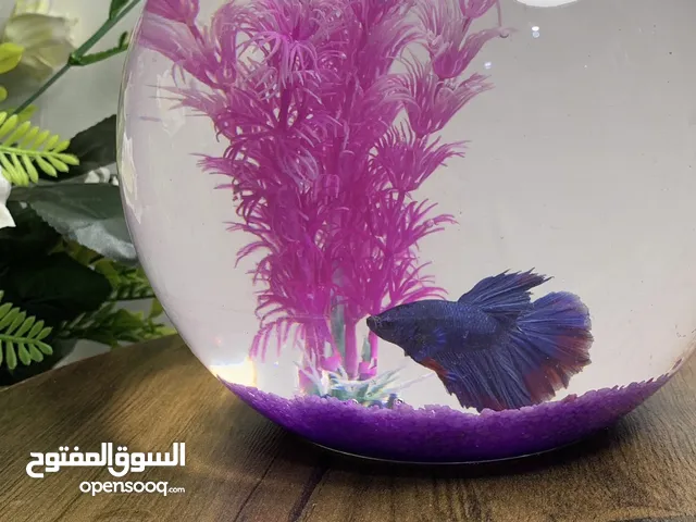 اسماك فايتر
