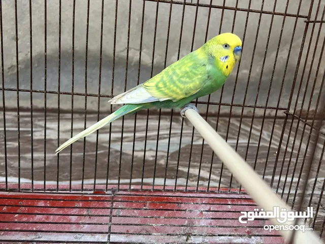 كوبيا بقلينو بفروخها