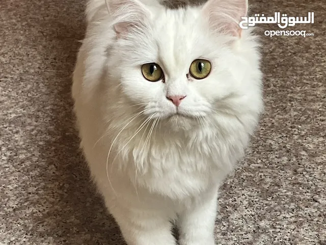 قطط شيرازي نضيفات العمر ثلاث شهور