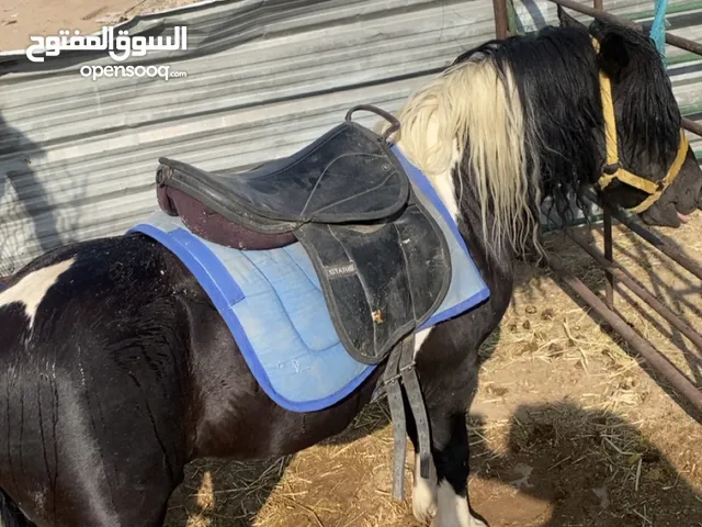 للبيع بوني هادي سلام ما يشكي من شيء صامل ما قصر معه إن شاء الله