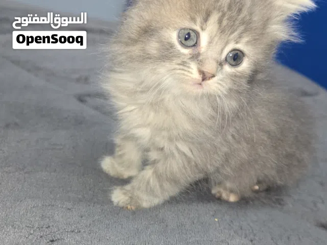 قطة للبيع ....