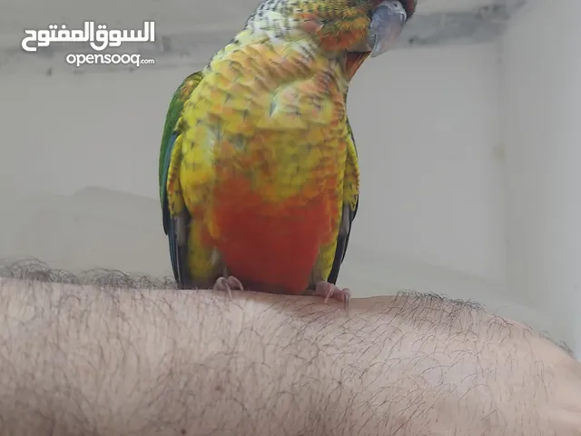 طيور أليفات