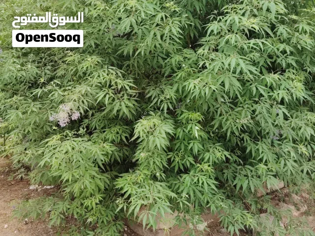 قطع جميع انواع الاشجار وازالتها نهائيا وصيانه الحدائق المنزليه