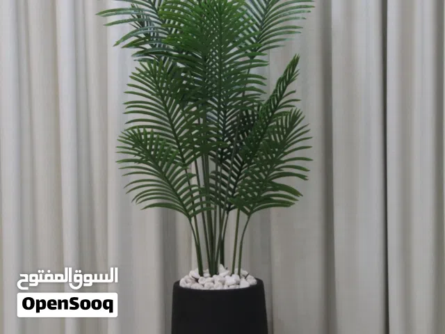 أيكا طول 180