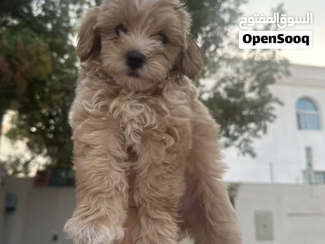 Maltipoo  puppy