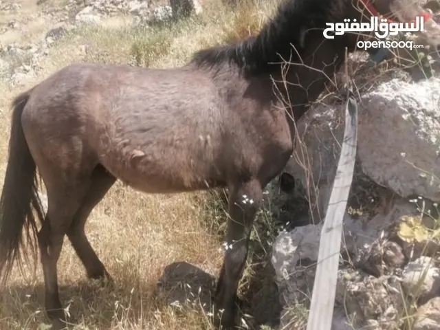 موجود مهر للبيع عمر اقل من سنه موجود في اربد الكوره كفرعوان سعر 330 لتواصل على الرقم