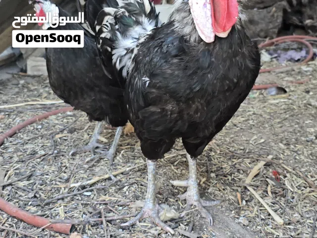 دجاج المهرج الاسباني