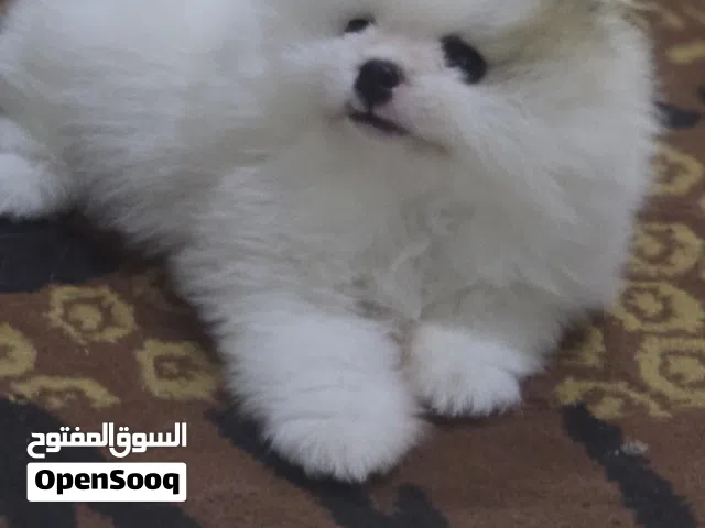 Pomeranian male puppy 2 month old