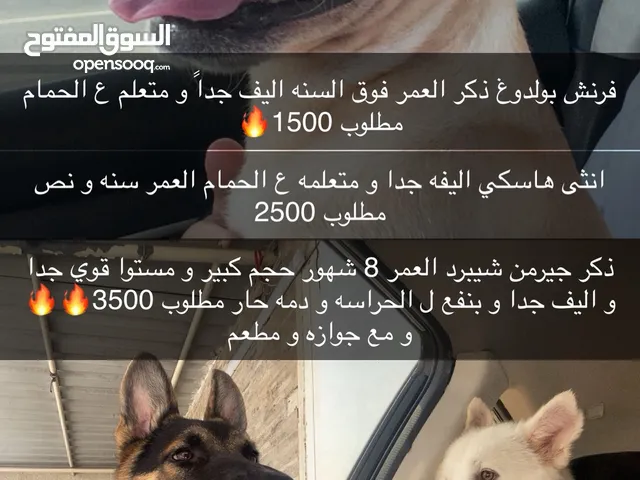 فرنش بولدوغ و هاسكي و جيرمن جميعهم اليفين و مدربين و امورهم طيبه و مايشتكون من اي امراض ولا شي