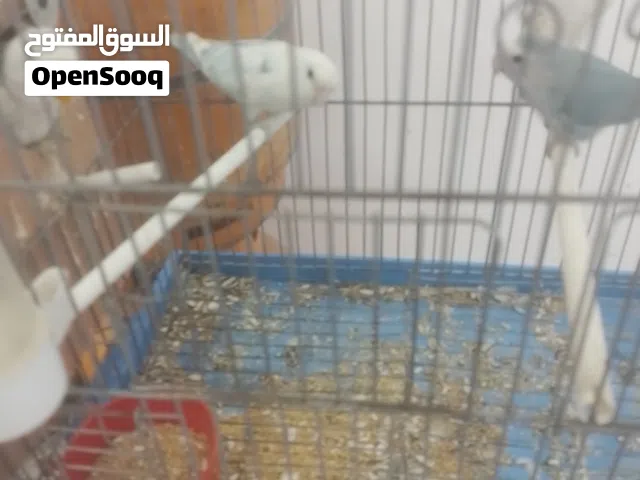 سلام عليكم متاح كوبيه بركديلو بي فضل لله دكر ابيض في لازرق ولانتي لي معه طبعن كوبيه تبارك رحمن تحته