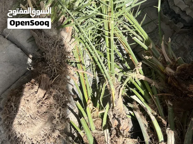 فسائل زبد ( صرم )