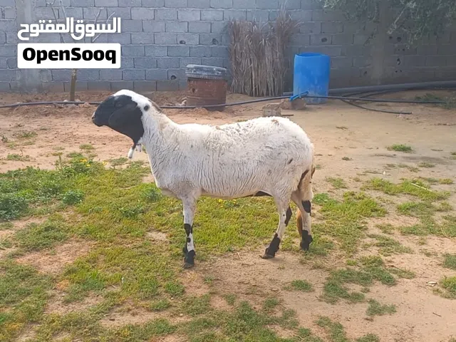 نعجه هجين حايل تفرج علي الفيديو