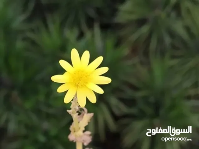 ماسة