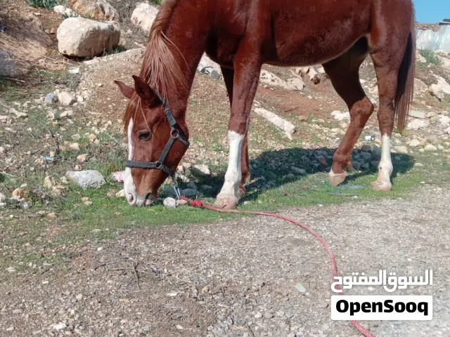 فرس عمر 3سنوات عشار 8اشهر