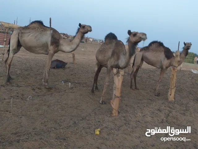 انياق كسب تبارك الله اعشار شهر 10تلد مكان سبها