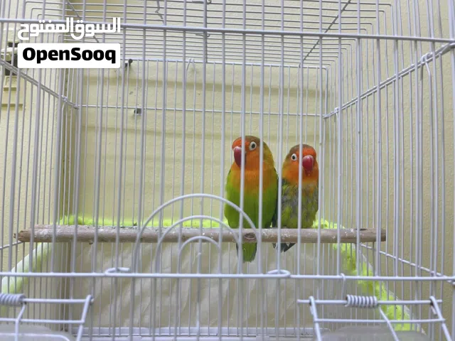 طيور لف بيرد
