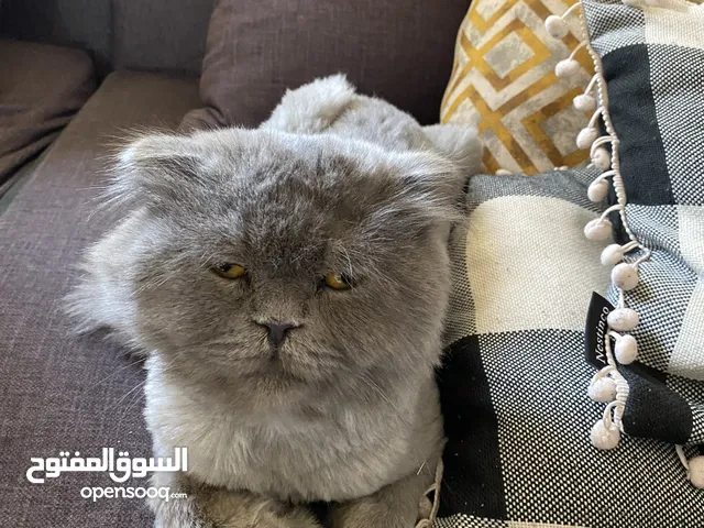 سكوتش فولد