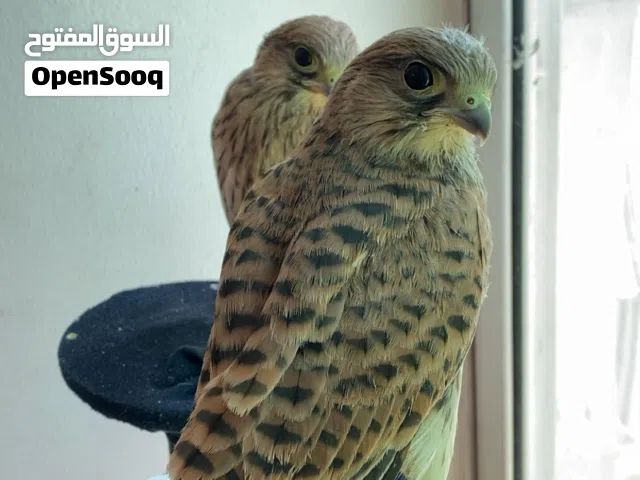 فراخ باشق للبيع