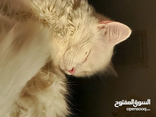 قطة شيرازي السعر سنة ب 15